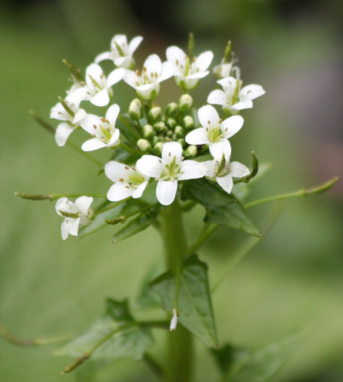 ¤ï¤µ¤Ó¤Î²Ö¡Ê°ËƦ´Ñ¸÷¡Ë