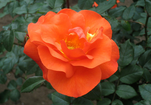 �ץ�󥻥��ߥ���