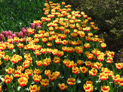 2007_0417オランダ0577