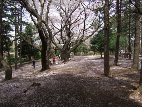 2008_0405三つ池のさくら0002