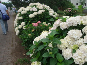 2011_0609����Įõˬ0076