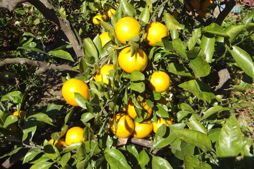 DSCF6940