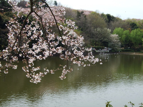 2008_0405三つ池のさくら0027