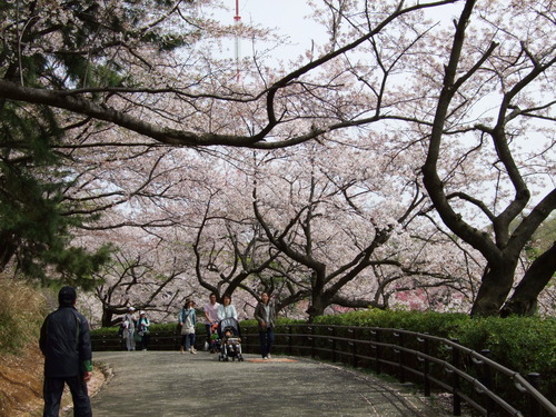 2008_0405三つ池のさくら0026