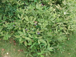 2012_1030Íî²ÖÀ¸¼ý³Ï0001