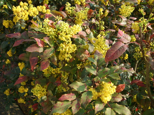 2007_0417オランダ0363