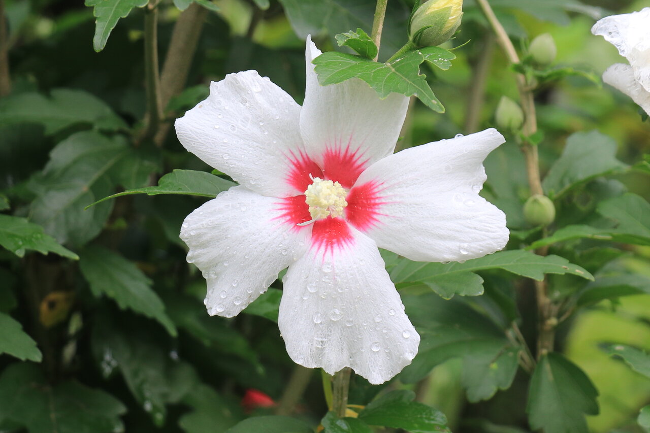ムクゲの花 花咲かすおじさん