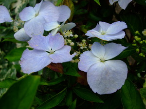 2011_0615���۲�0010