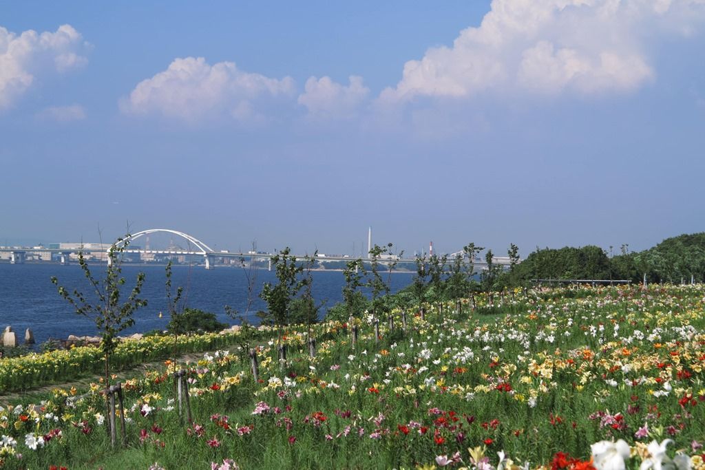 舞洲ゆり園ー2 遅咲きゆり 花咲かすおじさん 舞洲ゆり園ー2 遅咲きゆり 花咲かすおじさん