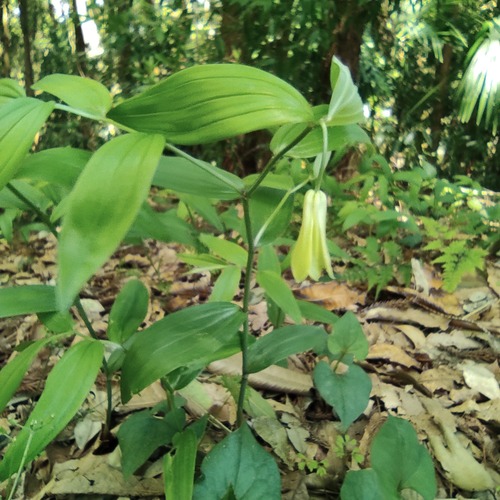 �ۥ����㥯������