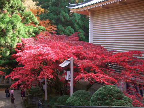 2007_1202¹ä»Ë¾»»Òº§Ìó0071