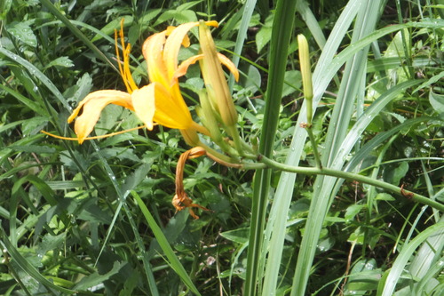 DSCF7843�ϥޥ��󥾥�