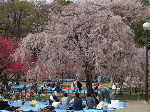 2008_0405三つ池のさくら0017