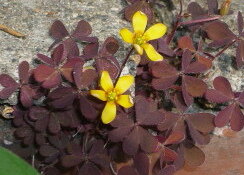 茶色の葉のカタバミ