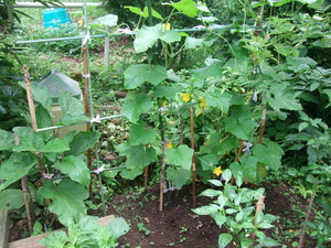 2011_0623���奦��0004