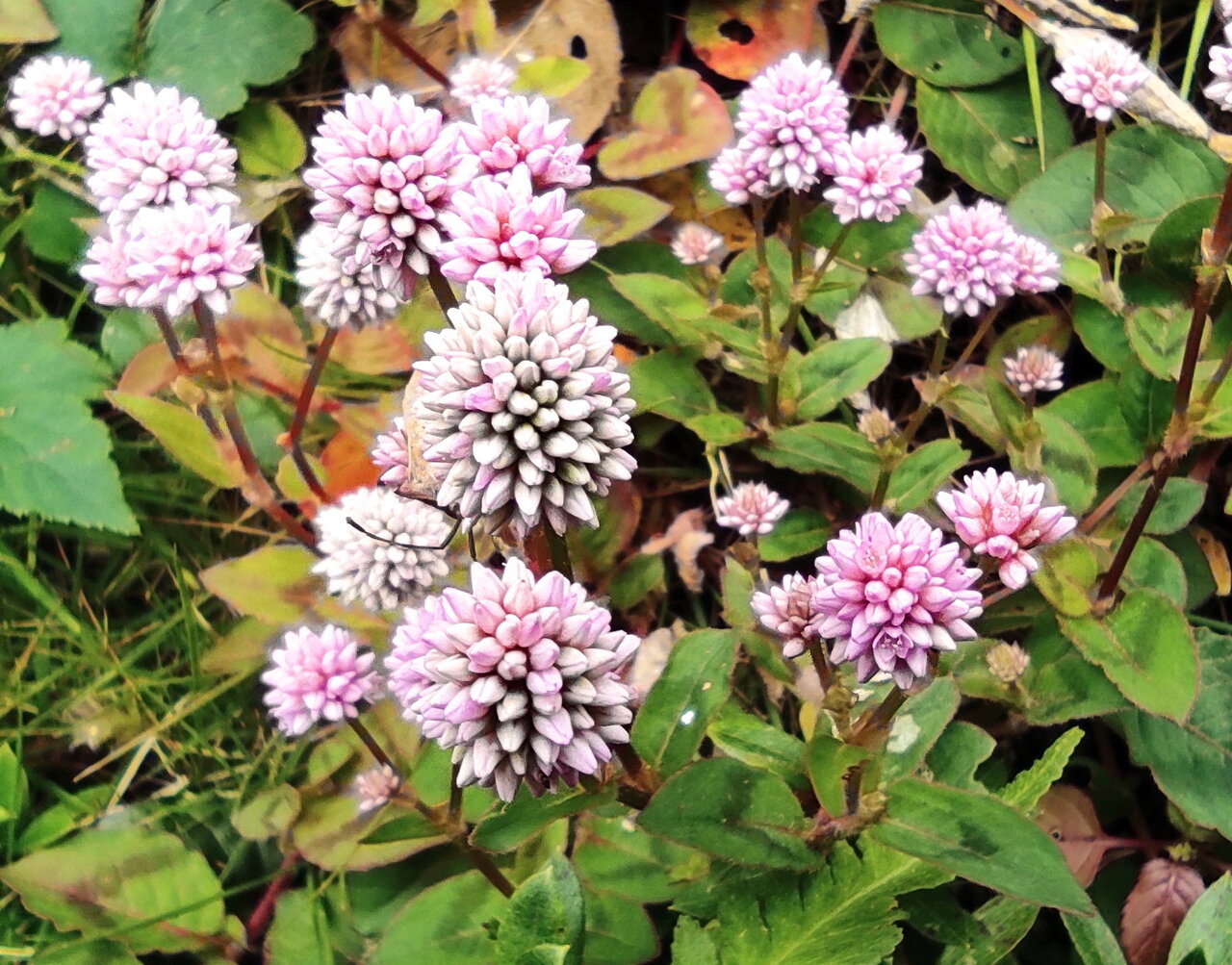 ヒメツルソバ ポリゴナム 花咲かすおじさん