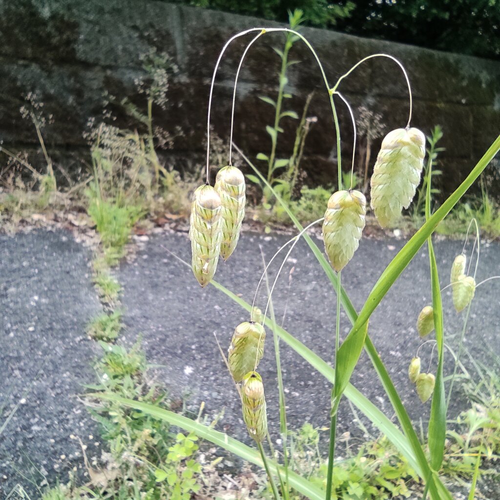 5月中旬の野の花 花咲かすおじさん
