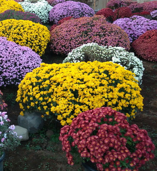 IMG_20221111_160316-1