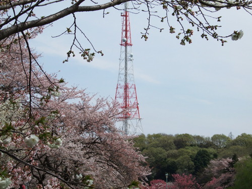 2008_0405三つ池のさくら0025