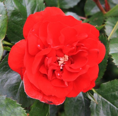 ���󥰥�åɥ�������