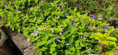 IMG_20200831_102434(1)