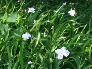 2012_0513河村城0029