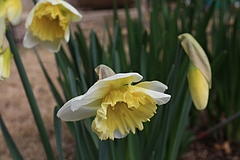 IMG_4390