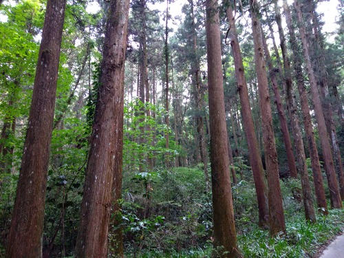 IMG_20200512_155042_BEAUTY