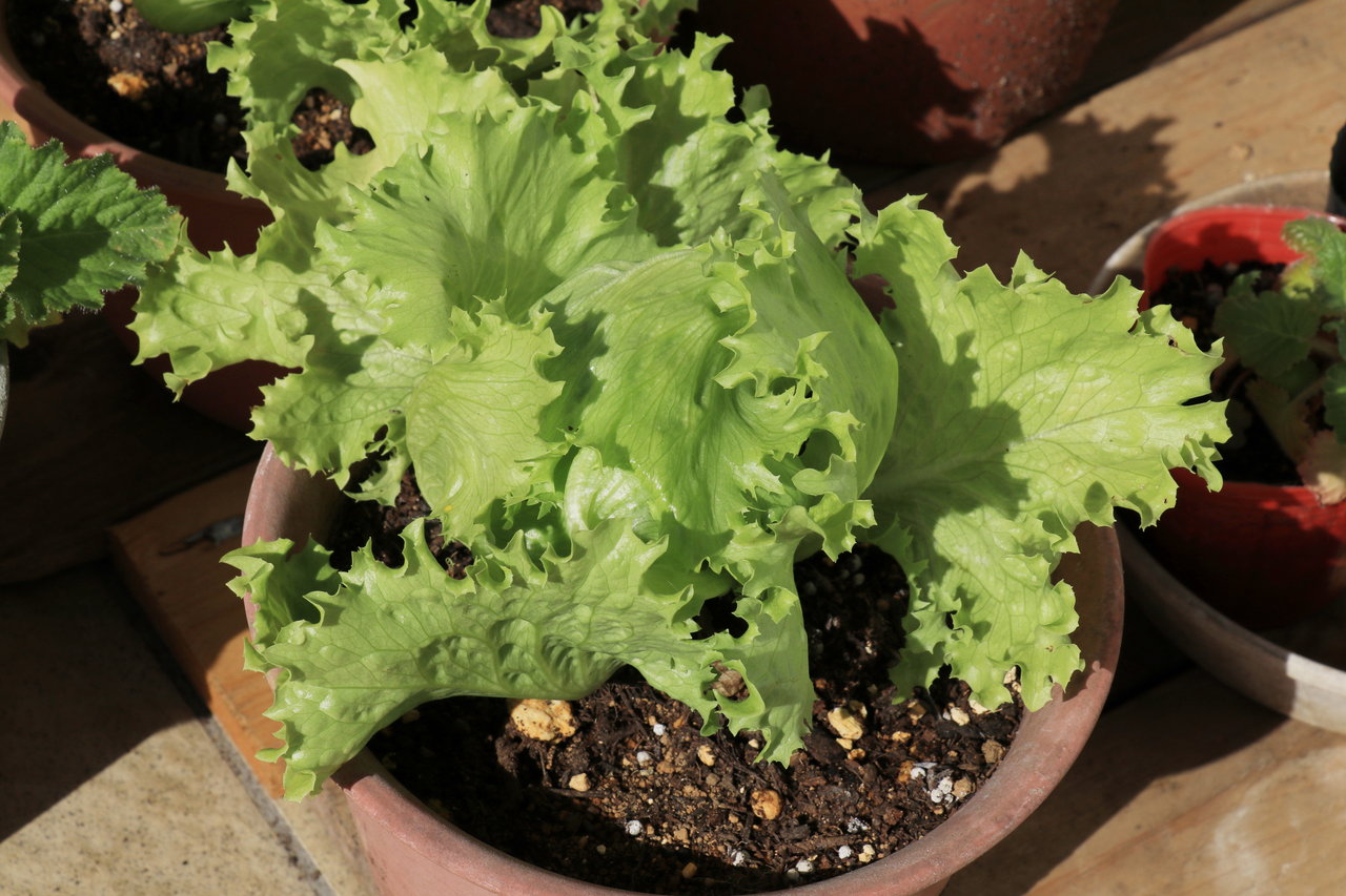 鉢植えのレタス成功 花咲かすおじさん