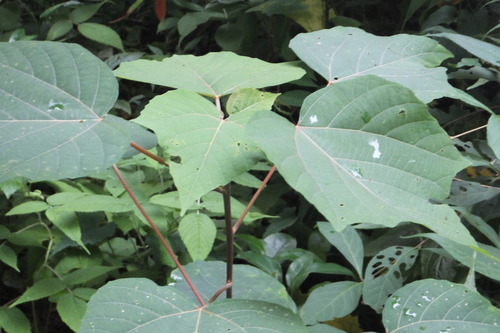 DSCF7829�����ᥬ����