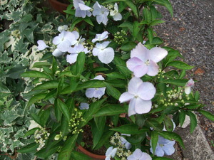 2011_0615���۲�0009