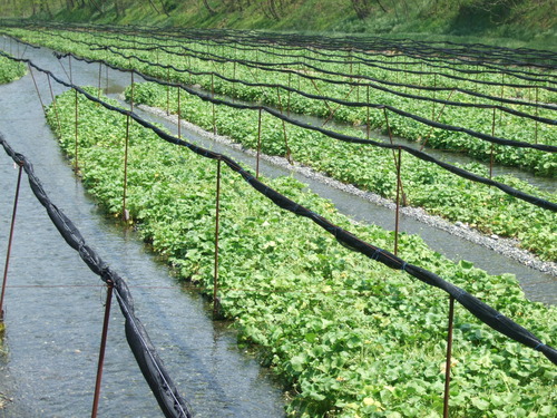 2007_0509¿®½£0213