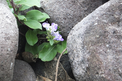 DSCF7852�ʥߥ�����