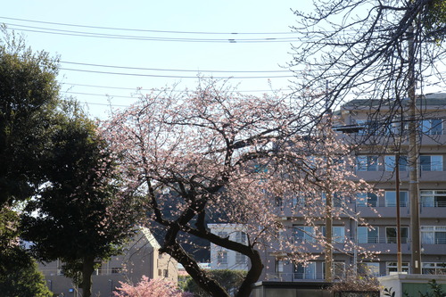 IMG_1037(1)