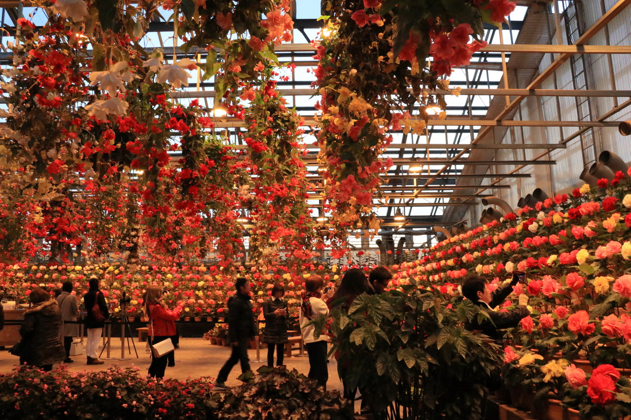 名古屋 ８ なばなの里 ベゴニアガーデン 花咲かすおじさん