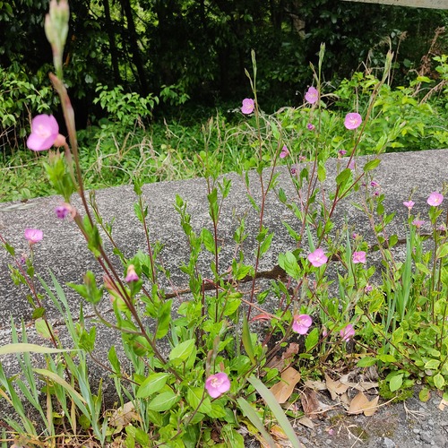 �����Хʥ楦�����祦