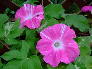 2010_0811ī��0001