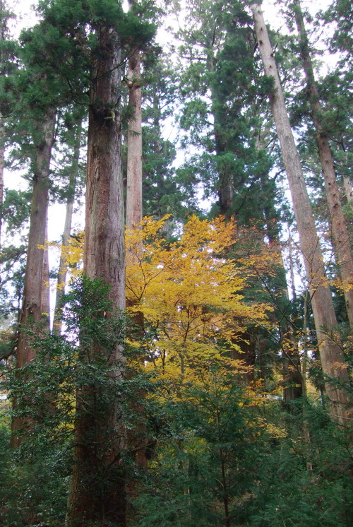 2007_1202¹ä»Ë¾»»Òº§Ìó0061