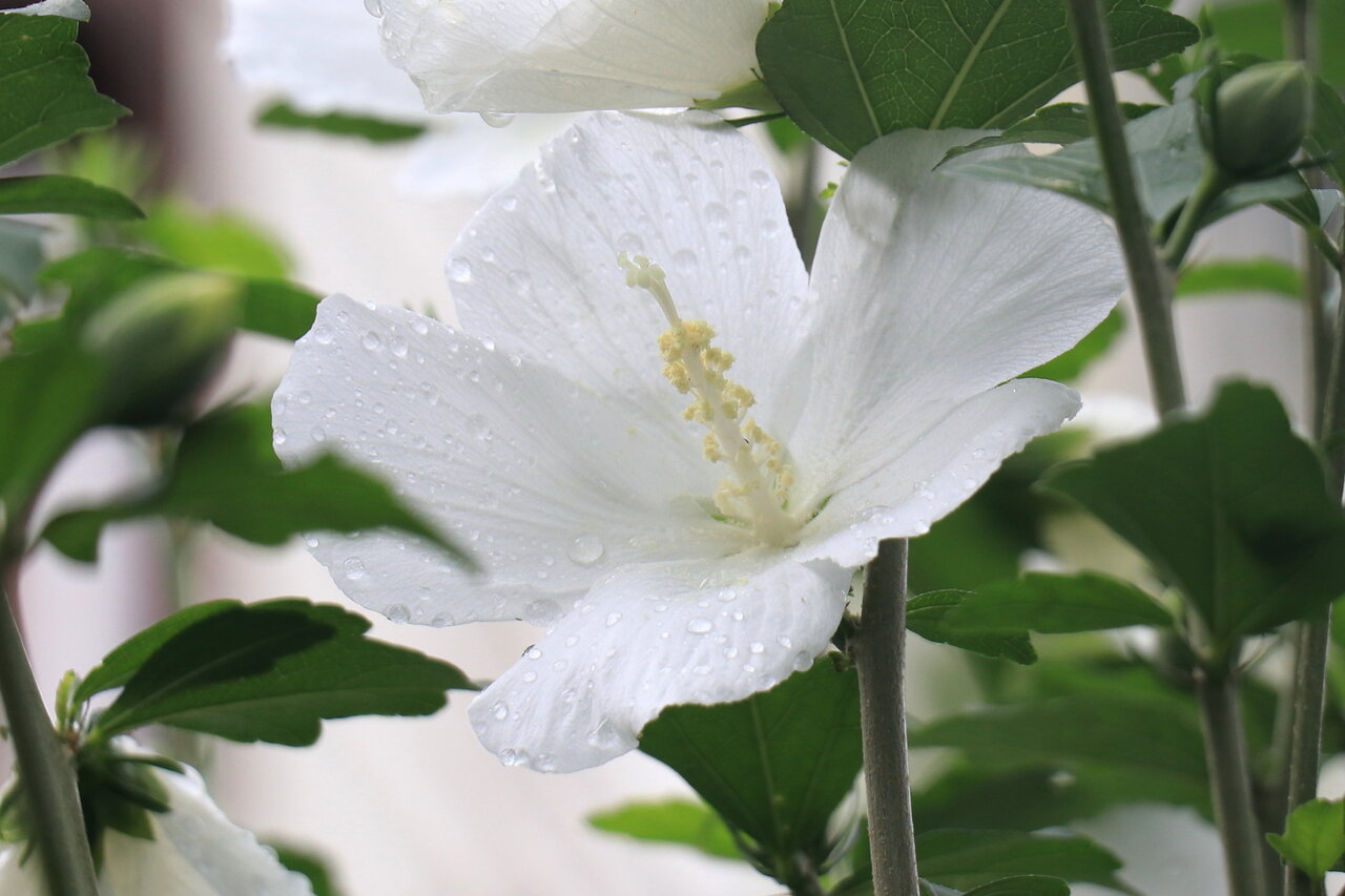 ムクゲの花 花咲かすおじさん ムクゲの花 花咲かすおじさん