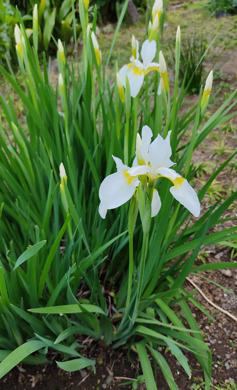 いずれがあやめかかきつばた 花咲かすおじさん
