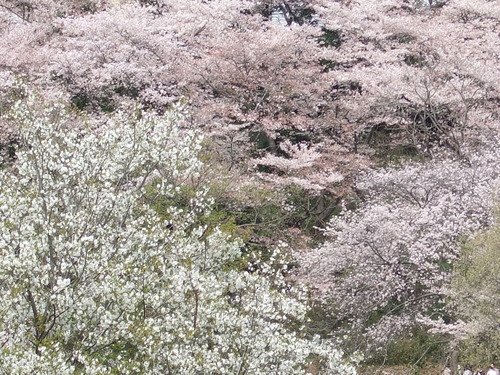 2008_0405三つ池のさくら0005