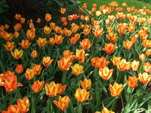 2007_0417オランダ0614