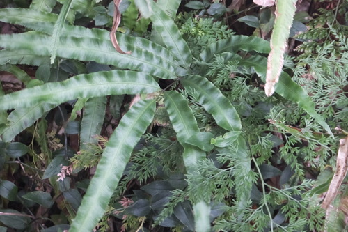 DSCF7887�ޥĥ���