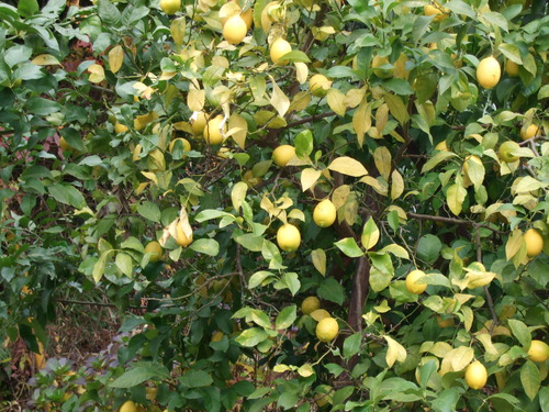 2007_1202¹ä»Ë¾»»Òº§Ìó0007