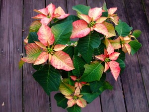 2010_1202�ݥ��󥻥���0001