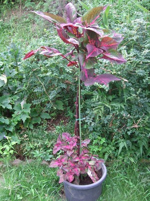 2011_0830¥³¥ê¥¦¥¹0006