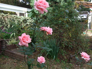 2011_1129akibara0002