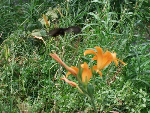 2008_0827����0037