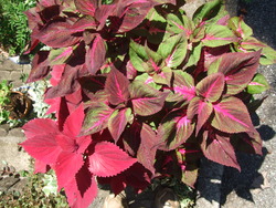 2011_0830¥³¥ê¥¦¥¹0004