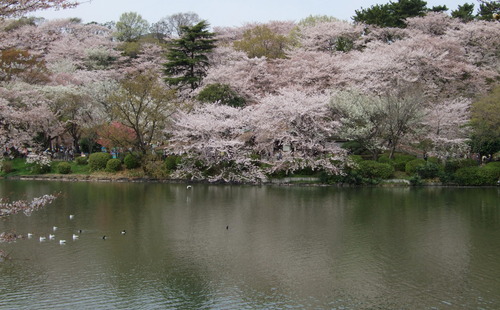 2008_0405三つ池のさくら0032